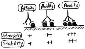 Avidity 효과와 평가