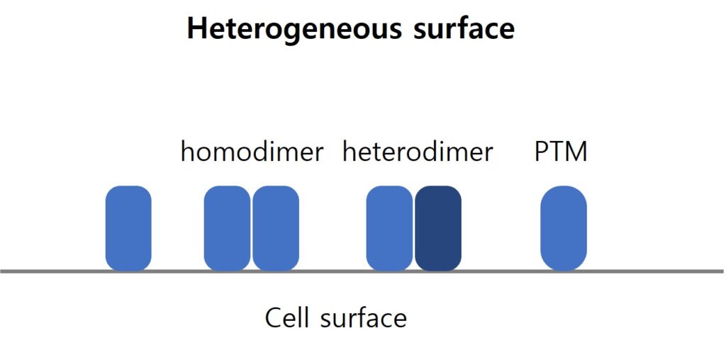 리셉터-리간드 binding kinetics-heterogeneous