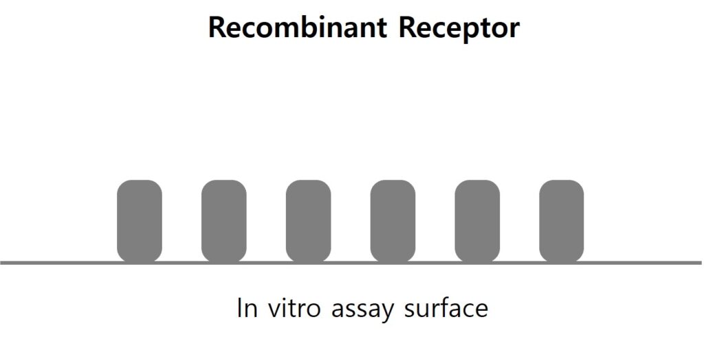 Binding affinity의 차이-recombinant receptor