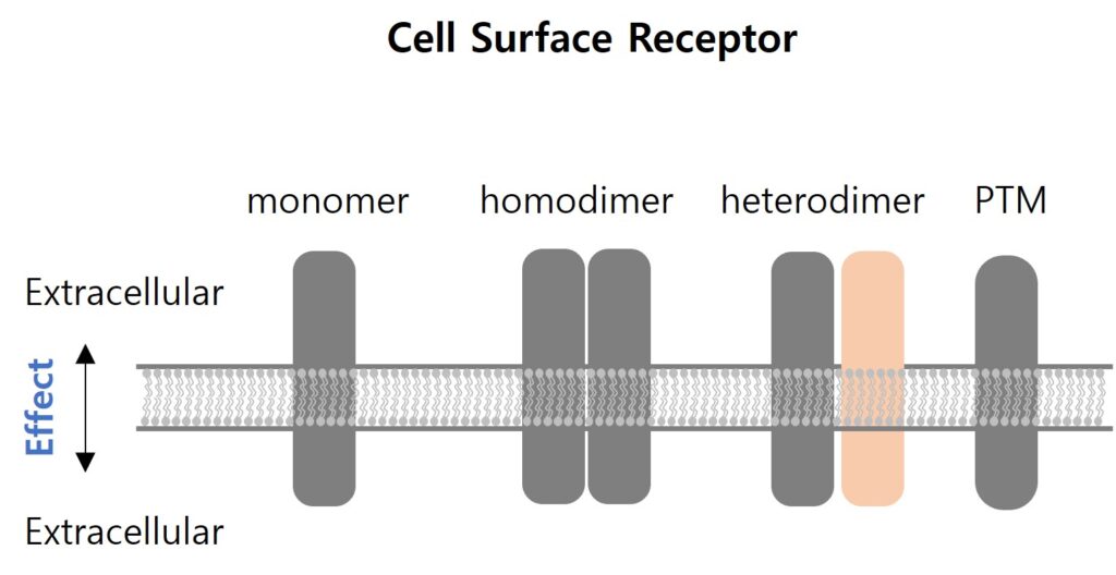 Binding affinity의 차이 - cell surface receptor