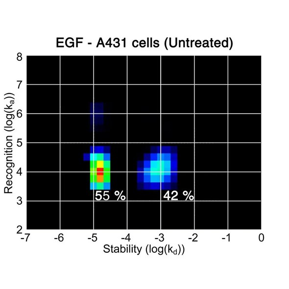 약물과 수용체 - EGF-A431-untreated