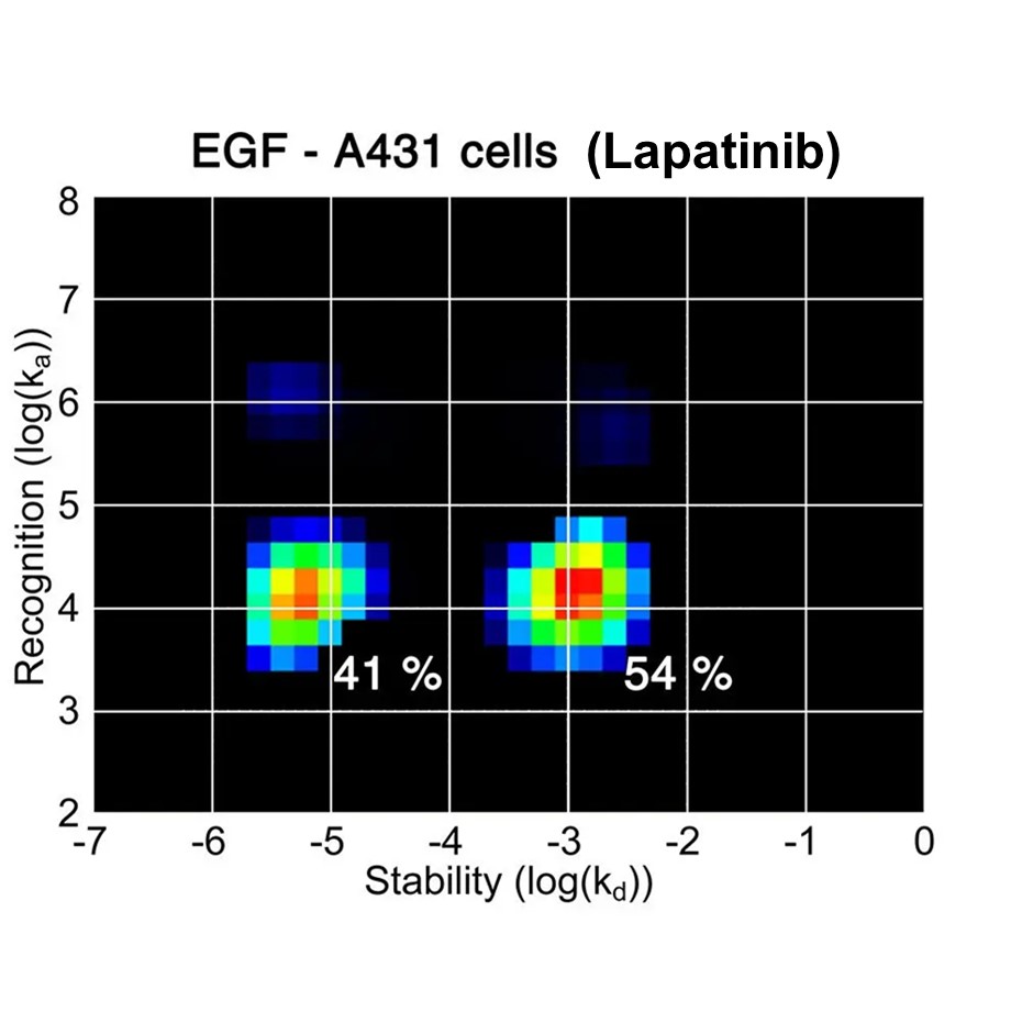 약물과 수용체 - EGF-A431-Lapatinib