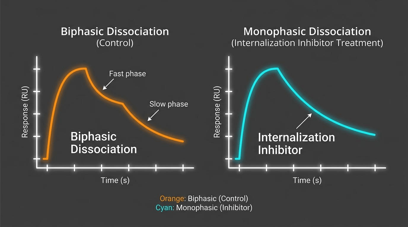 LigandTracer Internalization Assay 분석 시 온도 조절 및 억제제 처리에 따른 Biphasic Dissociation 해리 곡선 양상의 변화